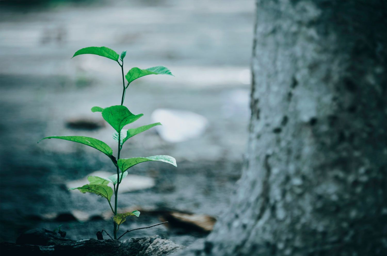 tree-planting